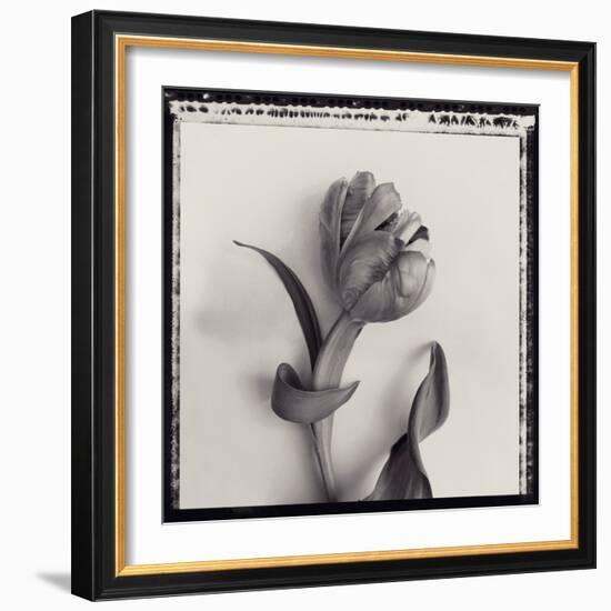 Tulipano Bontanica I-Bill Philip-Framed Giclee Print