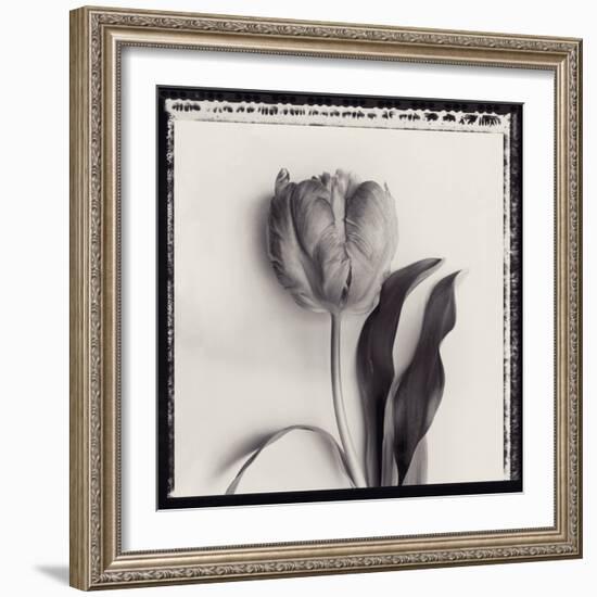 Tulipano Bontanica II-Bill Philip-Framed Giclee Print