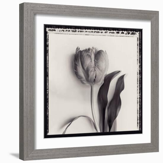 Tulipano Bontanica II-Bill Philip-Framed Giclee Print