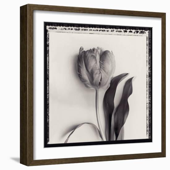 Tulipano Bontanica II-Bill Philip-Framed Giclee Print