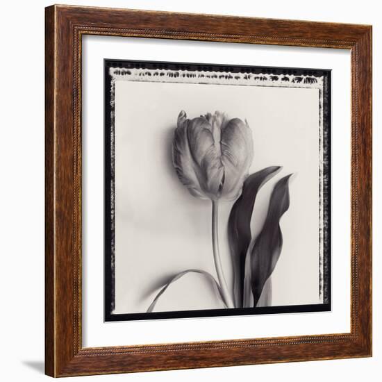 Tulipano Bontanica II-Bill Philip-Framed Giclee Print