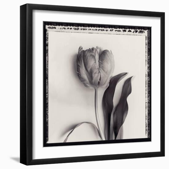 Tulipano Bontanica II-Bill Philip-Framed Giclee Print