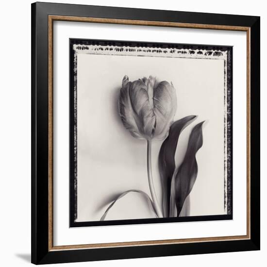 Tulipano Bontanica II-Bill Philip-Framed Giclee Print