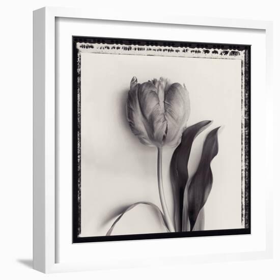 Tulipano Bontanica II-Bill Philip-Framed Giclee Print