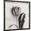 Tulipano Bontanica II-Bill Philip-Mounted Giclee Print