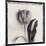 Tulipano Bontanica II-Bill Philip-Mounted Giclee Print