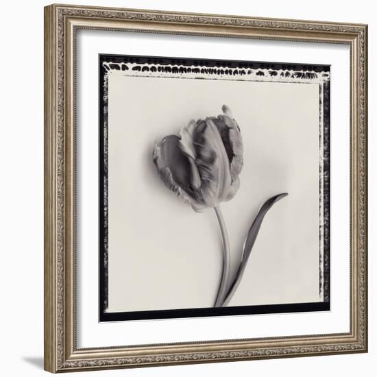 Tulipano Bontanica III-Bill Philip-Framed Giclee Print