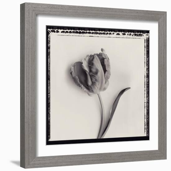 Tulipano Bontanica III-Bill Philip-Framed Giclee Print