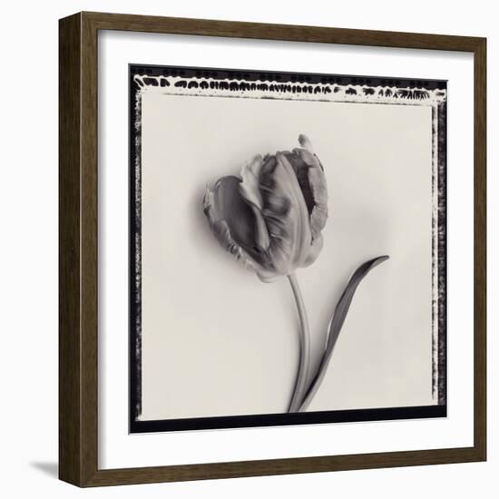 Tulipano Bontanica III-Bill Philip-Framed Giclee Print