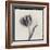 Tulipano Bontanica III-Bill Philip-Framed Giclee Print