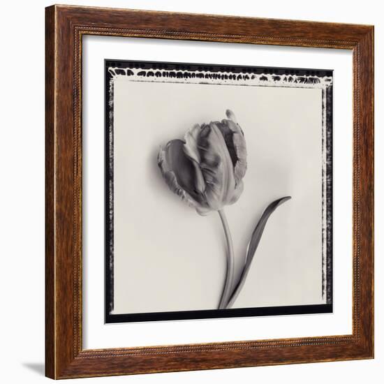 Tulipano Bontanica III-Bill Philip-Framed Giclee Print