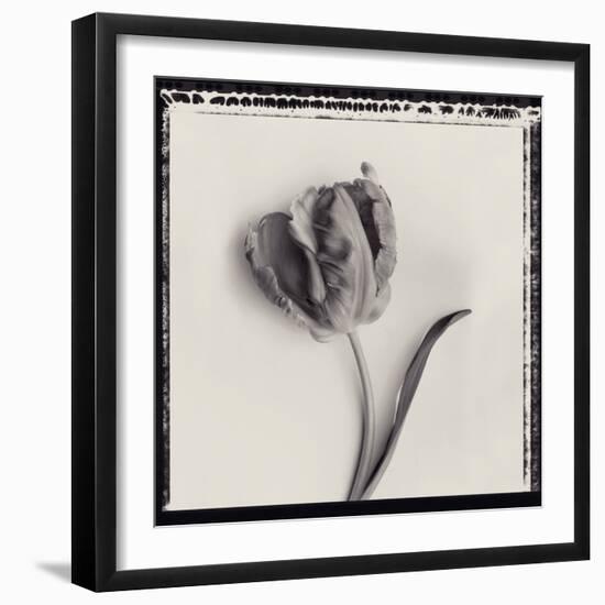 Tulipano Bontanica III-Bill Philip-Framed Giclee Print