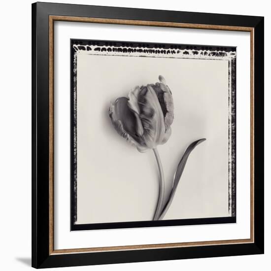 Tulipano Bontanica III-Bill Philip-Framed Giclee Print
