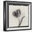 Tulipano Bontanica III-Bill Philip-Framed Giclee Print