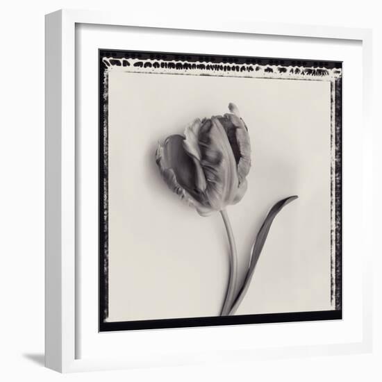 Tulipano Bontanica III-Bill Philip-Framed Giclee Print