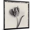 Tulipano Bontanica III-Bill Philip-Mounted Giclee Print