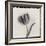 Tulipano Bontanica III-Bill Philip-Framed Giclee Print