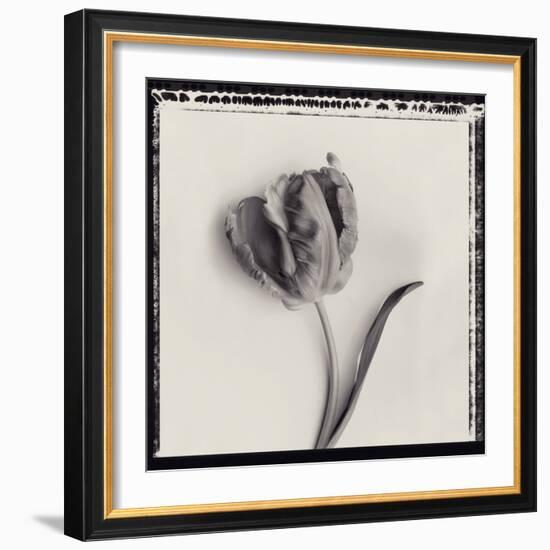 Tulipano Bontanica III-Bill Philip-Framed Giclee Print