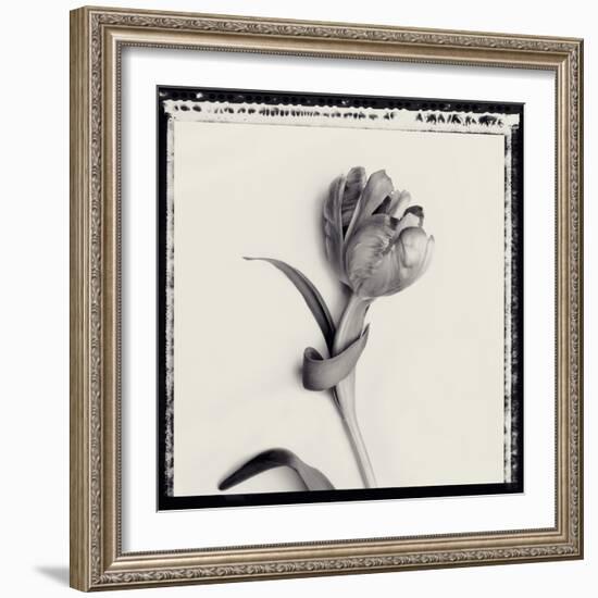 Tulipano Bontanica IV-Bill Philip-Framed Giclee Print