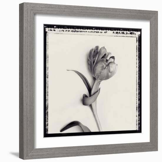 Tulipano Bontanica IV-Bill Philip-Framed Giclee Print