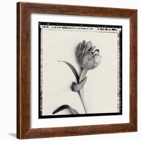 Tulipano Bontanica IV-Bill Philip-Framed Giclee Print