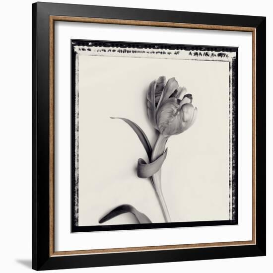 Tulipano Bontanica IV-Bill Philip-Framed Giclee Print