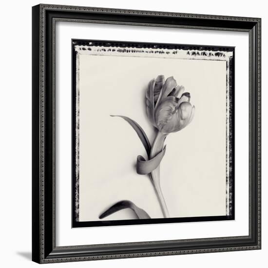 Tulipano Bontanica IV-Bill Philip-Framed Giclee Print