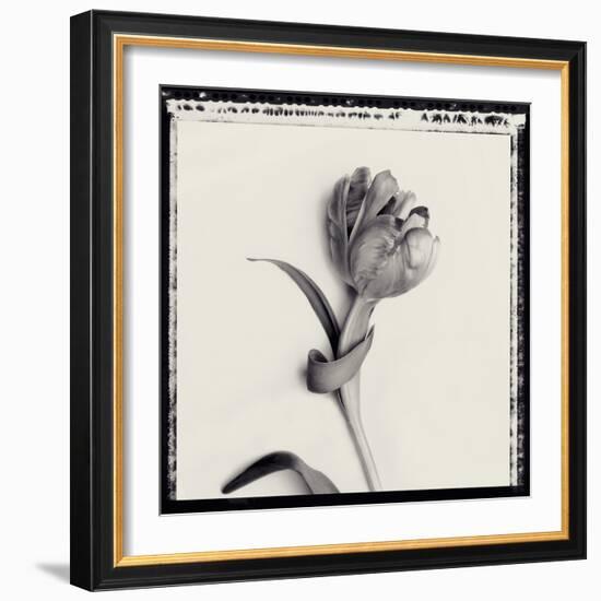 Tulipano Bontanica IV-Bill Philip-Framed Giclee Print