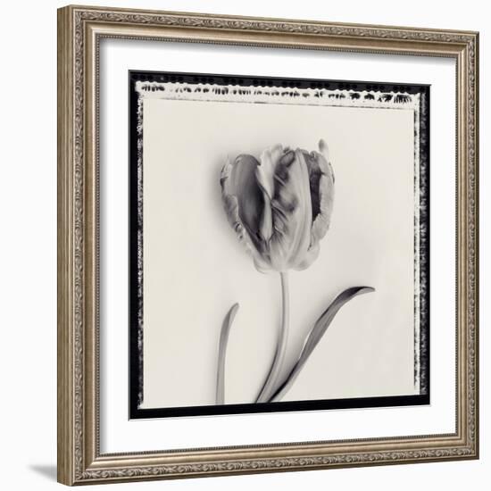 Tulipano Bontanica V-Bill Philip-Framed Giclee Print