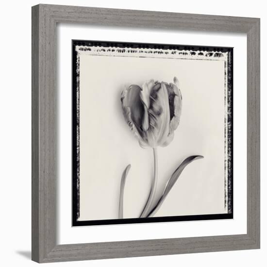 Tulipano Bontanica V-Bill Philip-Framed Giclee Print