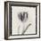Tulipano Bontanica V-Bill Philip-Framed Giclee Print