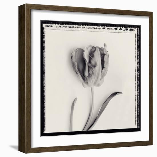 Tulipano Bontanica V-Bill Philip-Framed Giclee Print