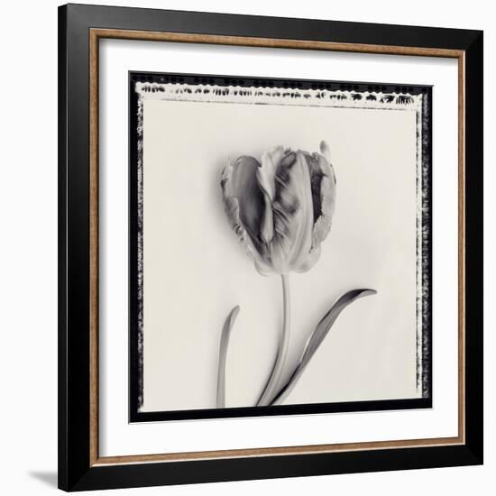 Tulipano Bontanica V-Bill Philip-Framed Giclee Print