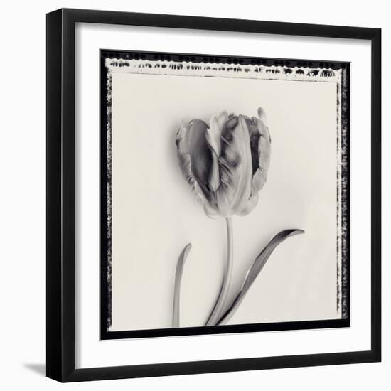 Tulipano Bontanica V-Bill Philip-Framed Giclee Print