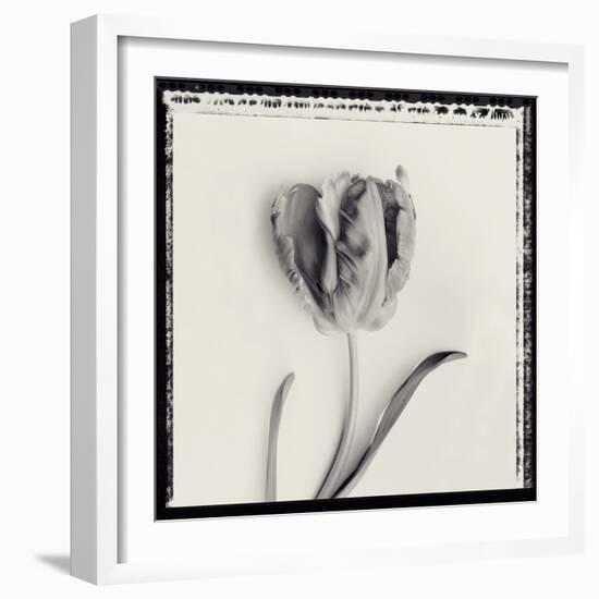 Tulipano Bontanica V-Bill Philip-Framed Giclee Print