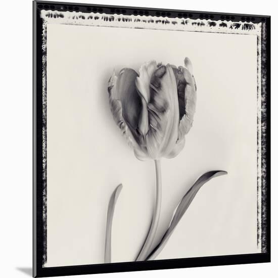 Tulipano Bontanica V-Bill Philip-Mounted Giclee Print