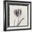 Tulipano Bontanica V-Bill Philip-Framed Giclee Print