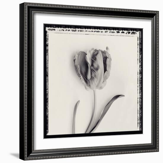 Tulipano Bontanica V-Bill Philip-Framed Giclee Print