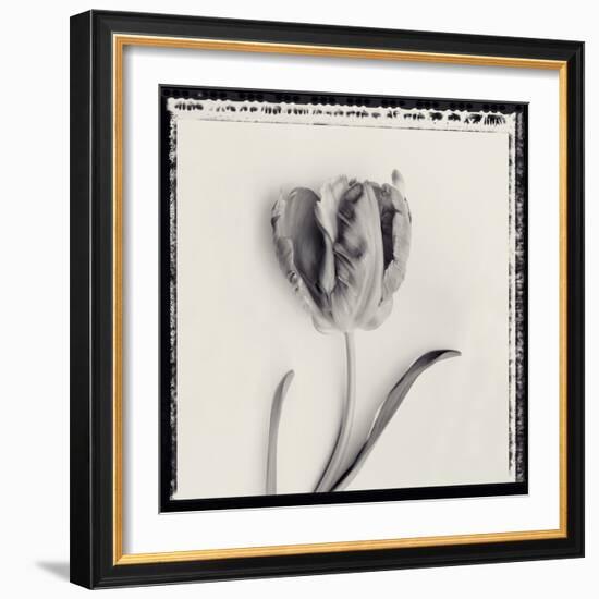 Tulipano Bontanica V-Bill Philip-Framed Giclee Print