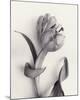 Tulipano Botanica Curve-Bill Philip-Mounted Premium Giclee Print