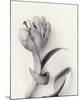 Tulipano Botanica Embrace-Bill Philip-Mounted Premium Giclee Print