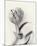 Tulipano Botanica Embrace-Bill Philip-Mounted Premium Giclee Print