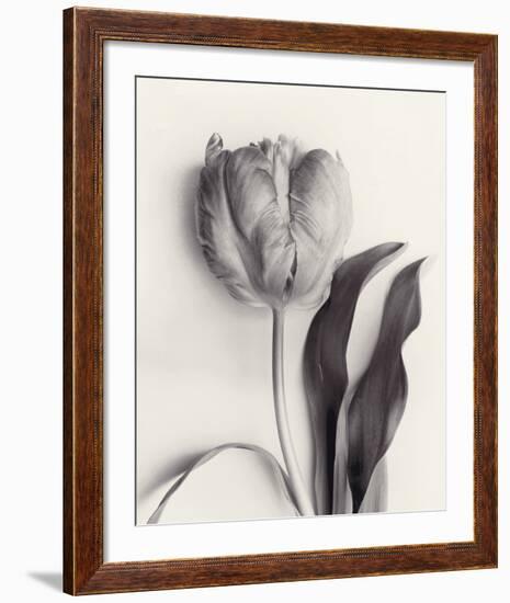 Tulipano Botanica Stature-Bill Philip-Framed Premium Giclee Print