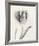 Tulipano Botanica Sway-Bill Philip-Framed Premium Giclee Print
