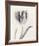 Tulipano Botanica Sway-Bill Philip-Framed Premium Giclee Print