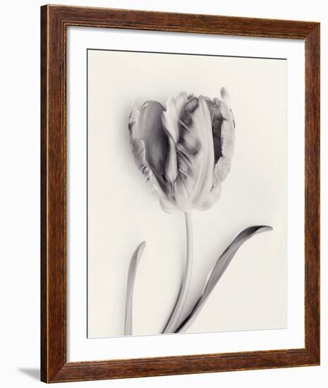 Tulipano Botanica Sway-Bill Philip-Framed Premium Giclee Print