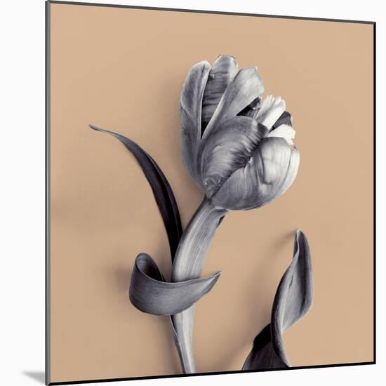 Tulipano Cantaloupe-Bill Philip-Mounted Giclee Print