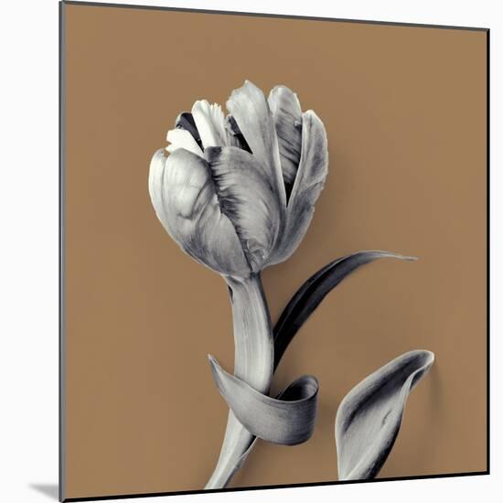 Tulipano Pecan-Bill Philip-Mounted Giclee Print