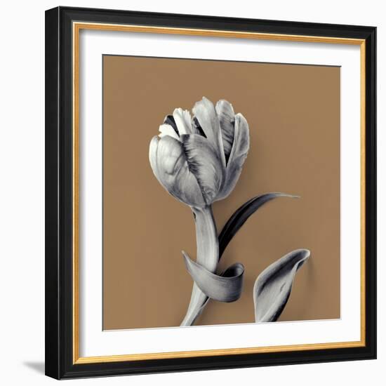 Tulipano Pecan-Bill Philip-Framed Giclee Print