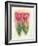 Tulipas 03-Maria Trad-Framed Giclee Print